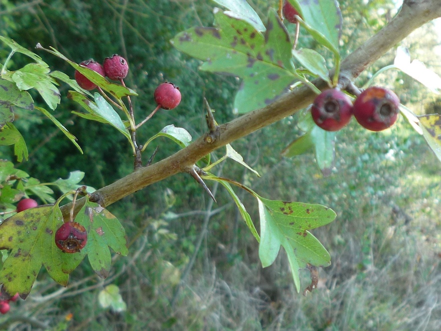 Arç blanc fulles i fruits
