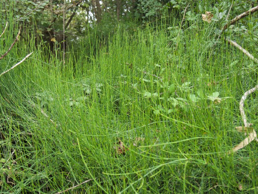 Herba nusera