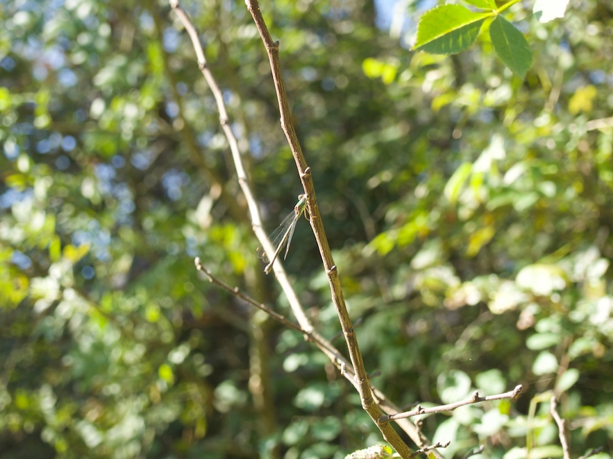 Espiadimonis