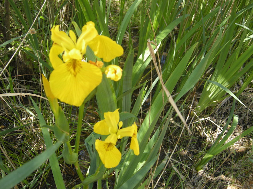 Lliri groc flor