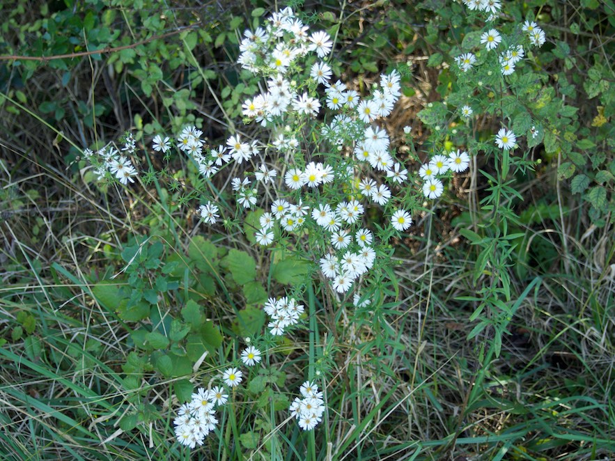 Margarida