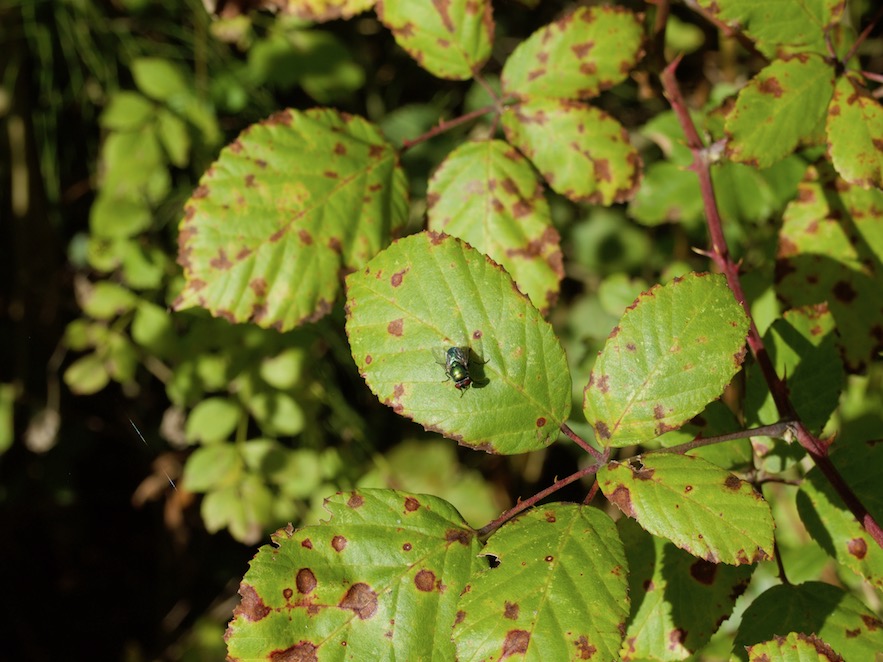 Mosca verda