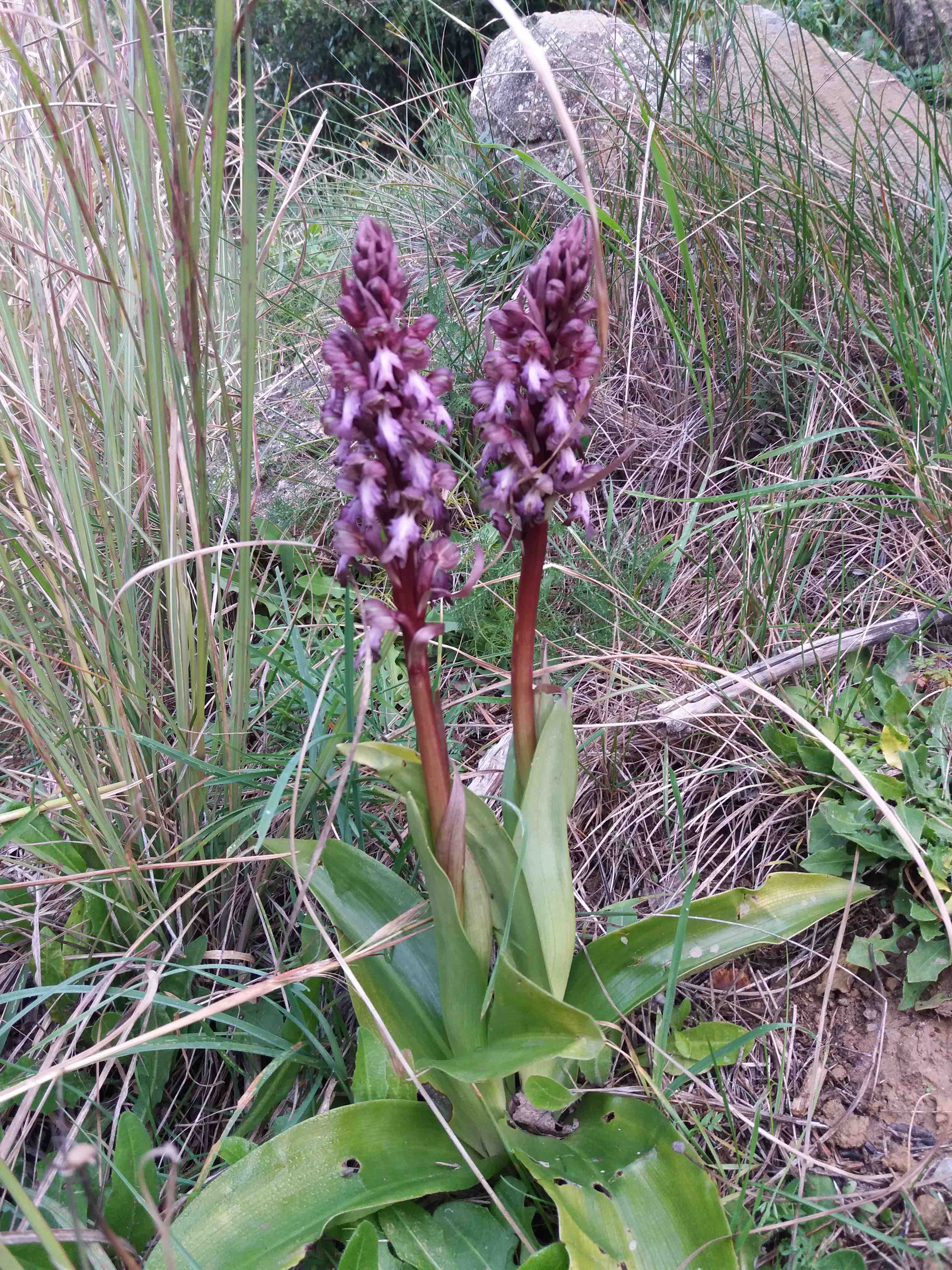 Orquídia botons de ca