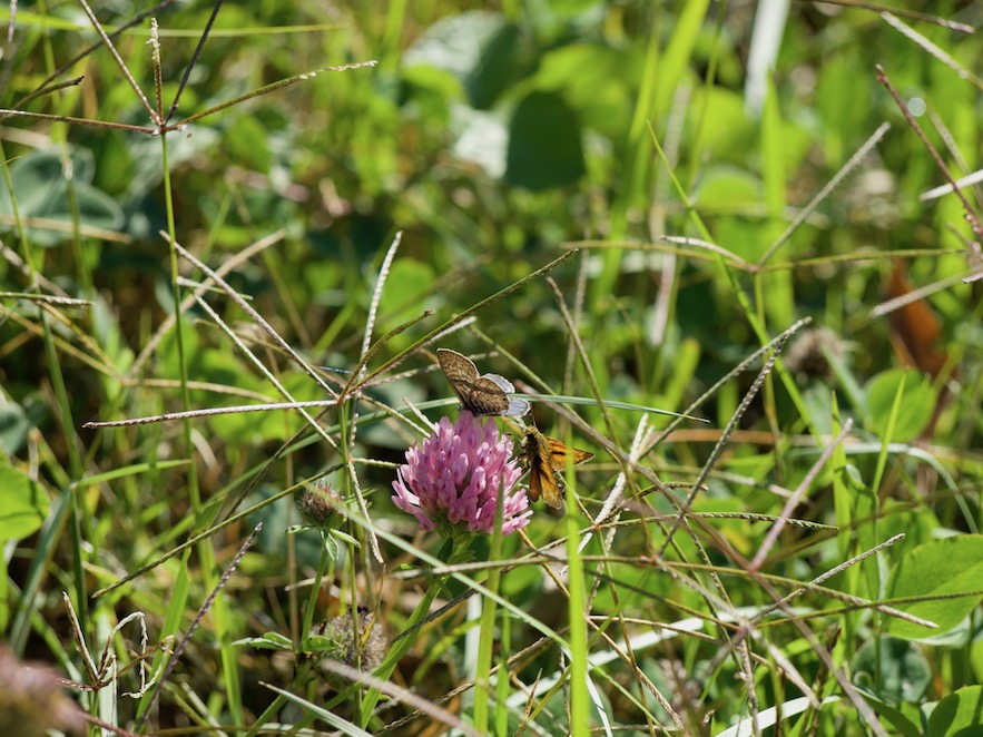 Papallona blaveta