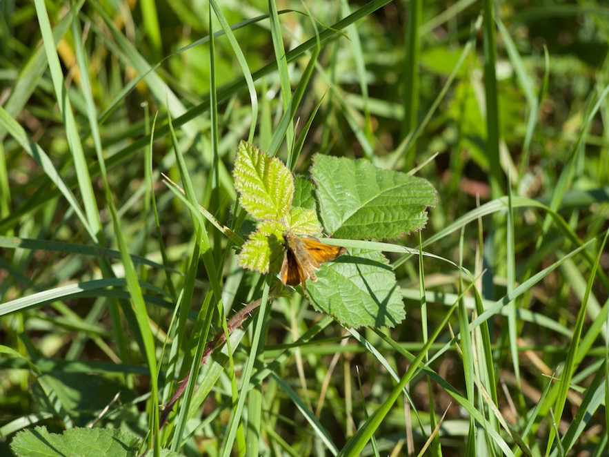 Papallona del timó