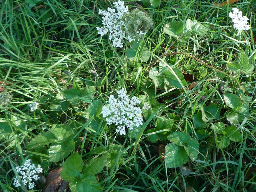 Pastanaga borda