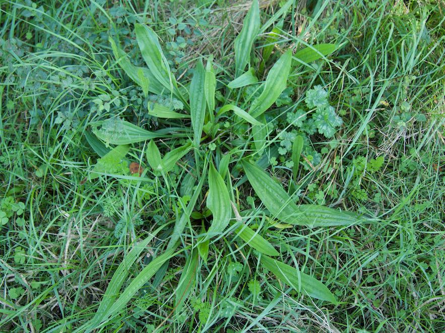 Plantatge de fulla estreta