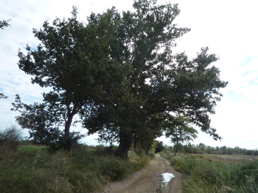 Roure