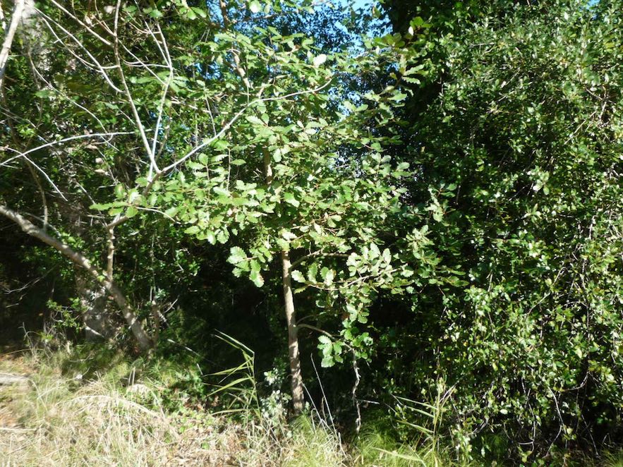 Roure