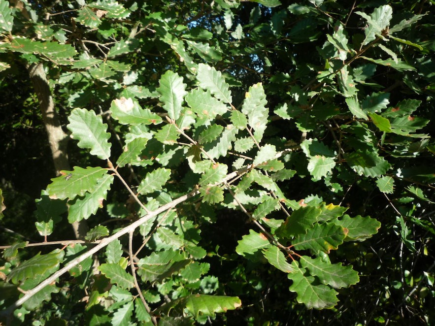 Roure fulla