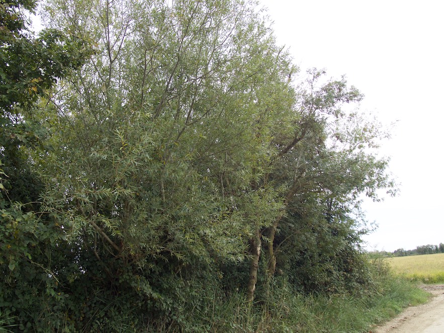 Sarga
