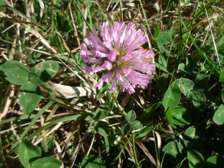 Trèvol de prat flor