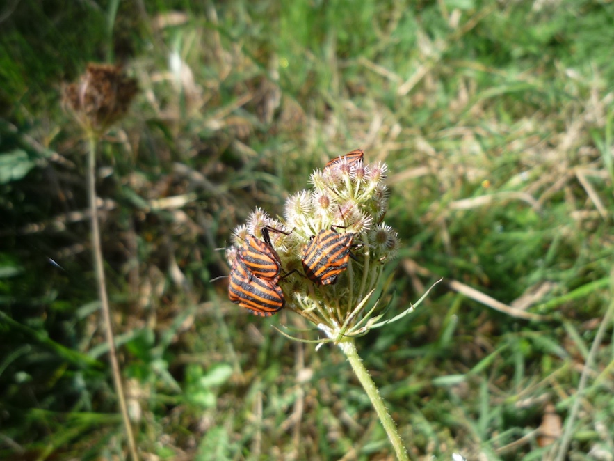 Xinxa ratllada