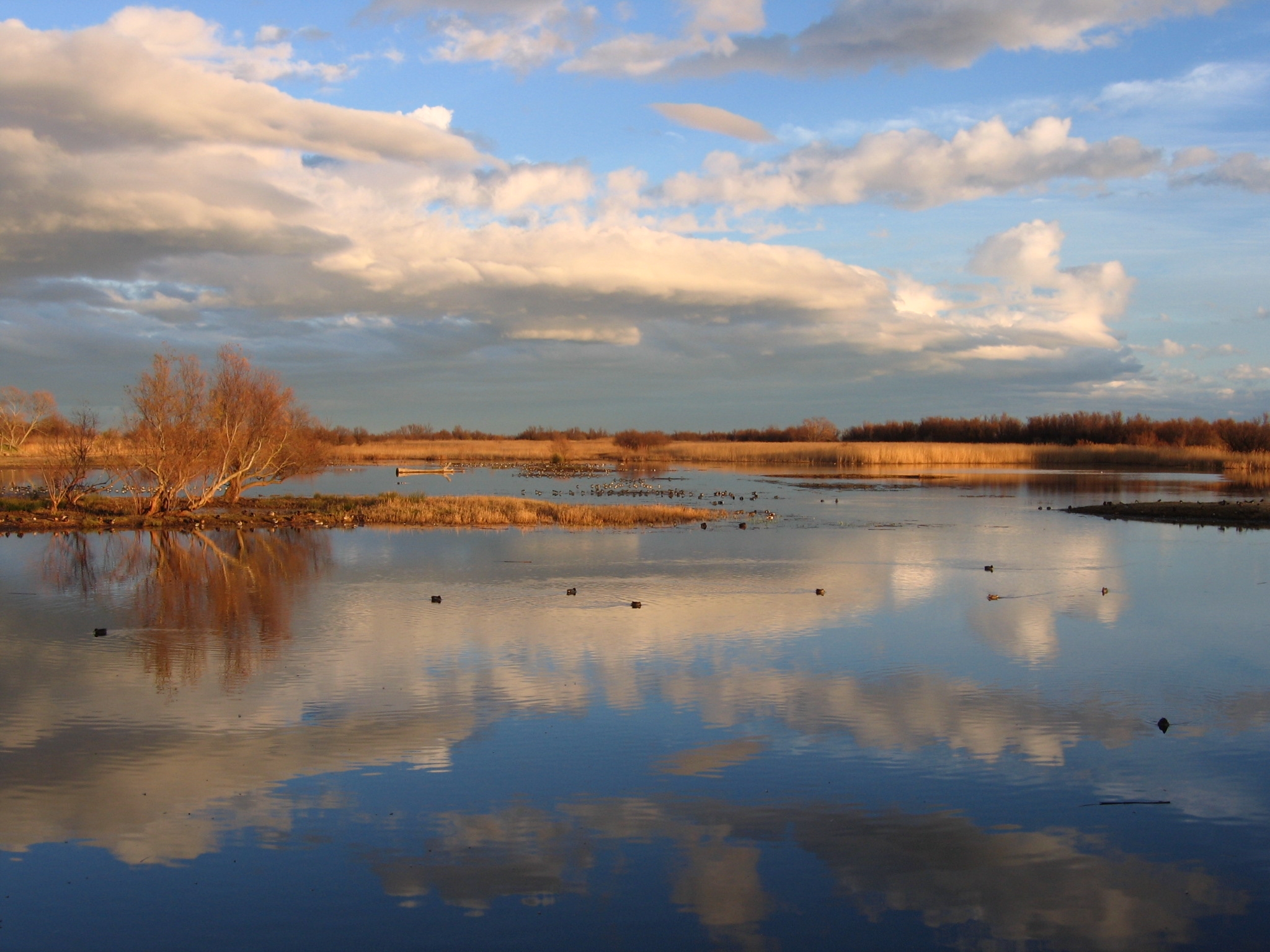 19 novembre 2017 Visita guiada als Aiguamolls de l'Empordà