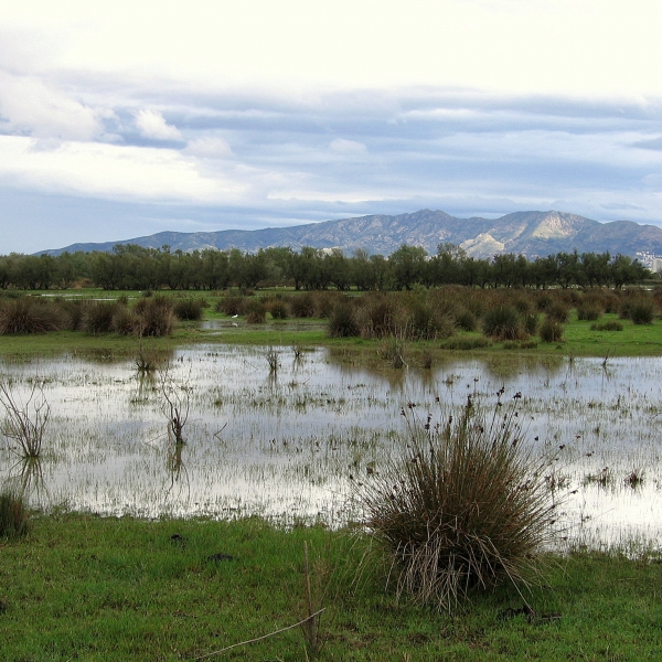 17 i 31 octubre 2021 - Diumenges de tardor Aiguamolls de l'Empordà