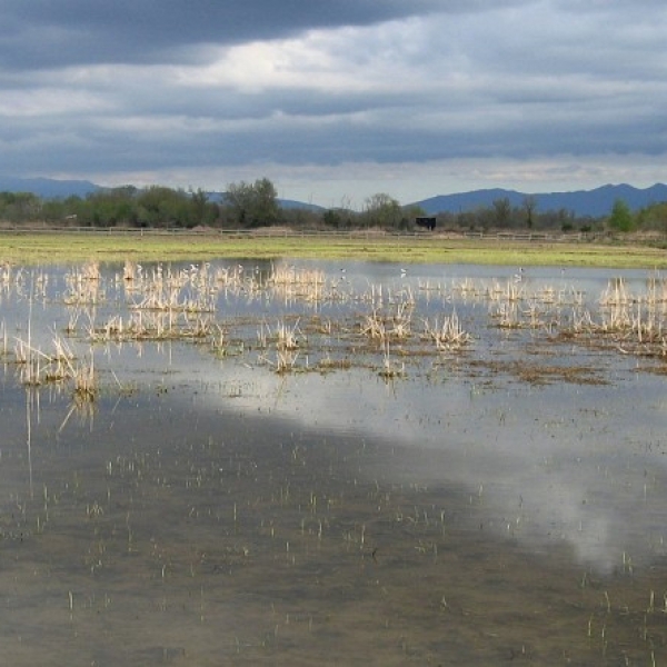 Visita guiada al Parque Natural de los Aiguamolls del Empordà