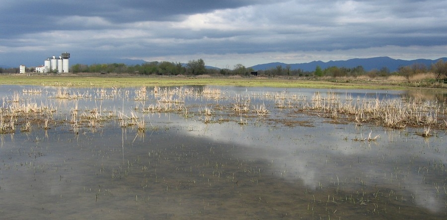 Visita guiada al Parc Natural dels Aiguamolls de l'Empordà