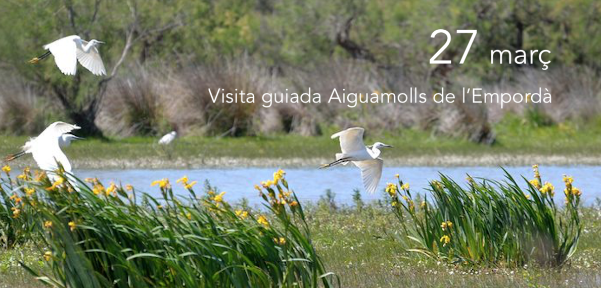 Visita guiada als Aiguamolls de l'Empordà. Setmana Santa 2016